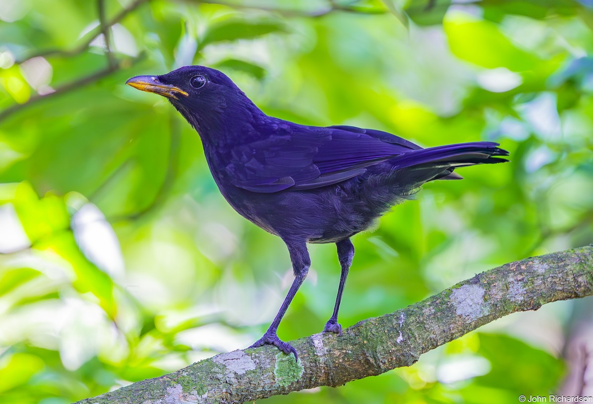 Blue Whistling-Thrush - ML646823895
