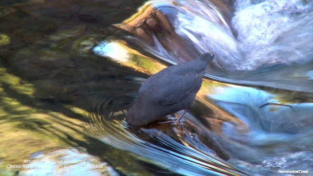 gråfossekall - ML646823896