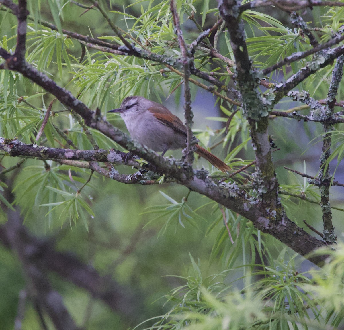 Stripe-crowned Spinetail - ML646823897