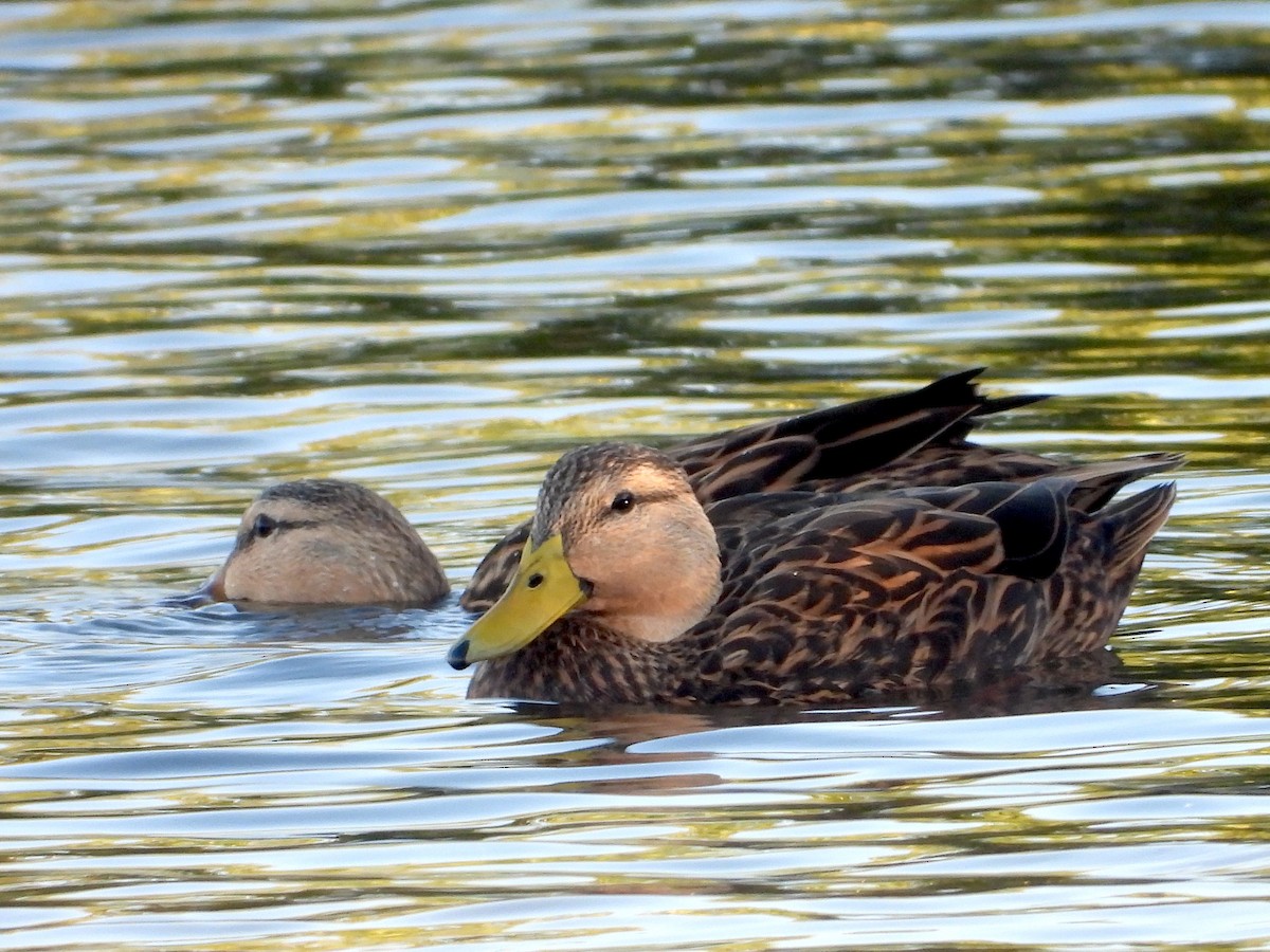 Mottled Duck - ML646823898