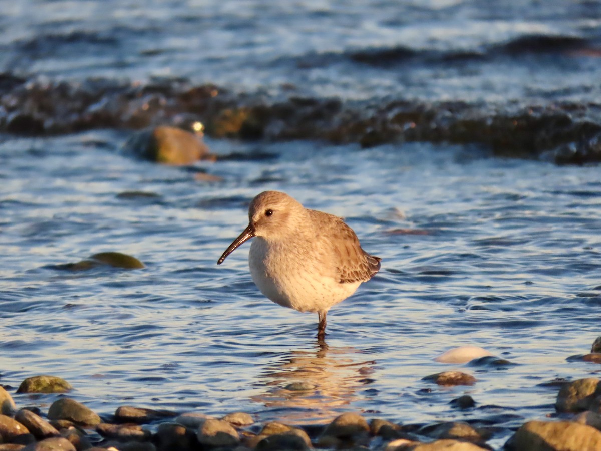 Dunlin - ML646823899