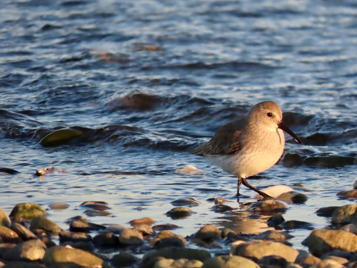 Dunlin - ML646823900