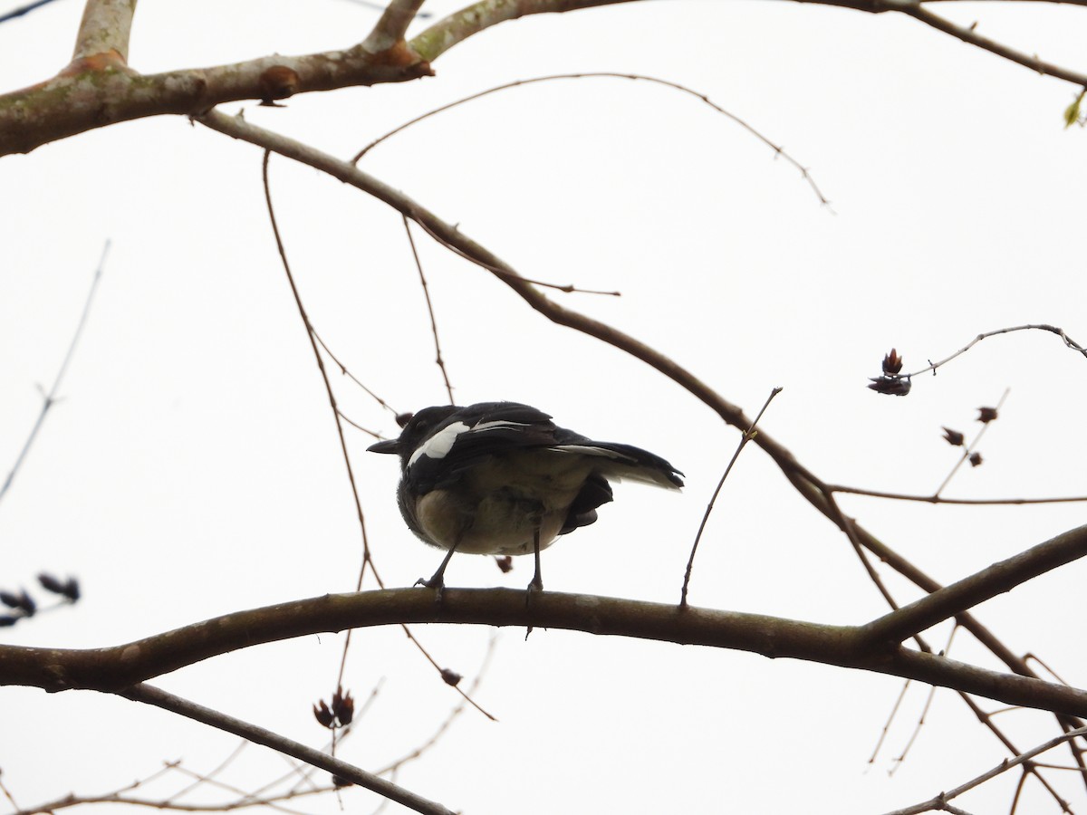 Oriental Magpie-Robin - ML646823901