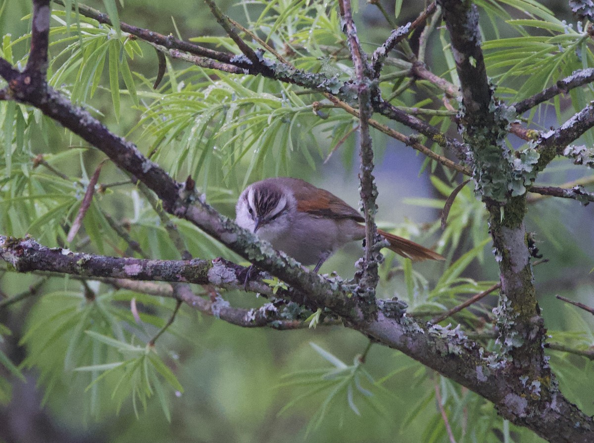 Stripe-crowned Spinetail - ML646823902