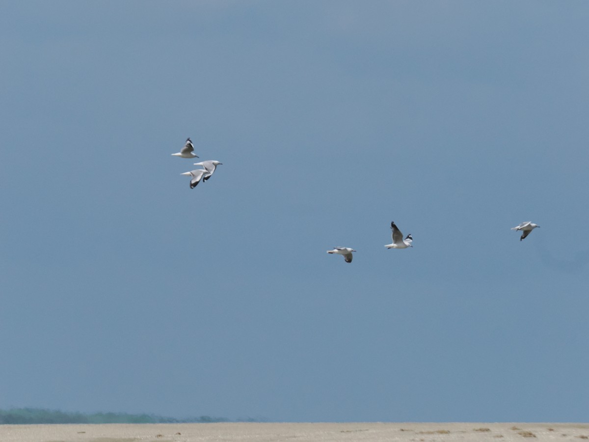 Black-billed Gull - ML646823903