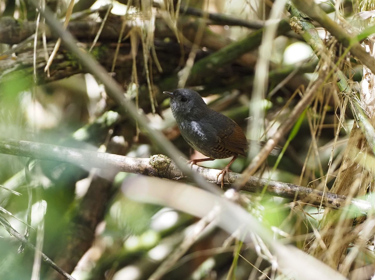 Mérulaxe de Pacheco - ML646823904