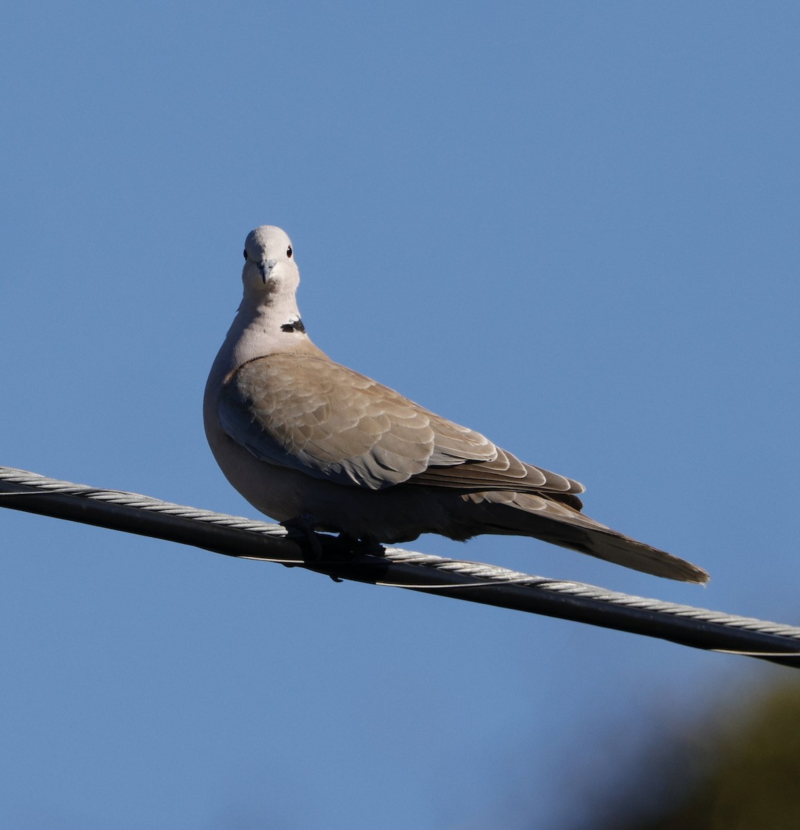 תור צווארון - ML646823905