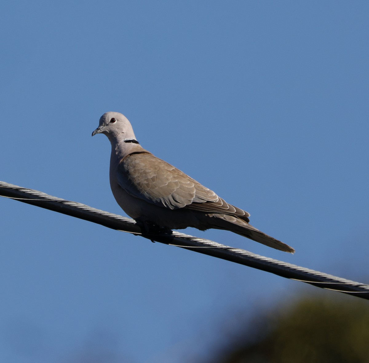 תור צווארון - ML646823906