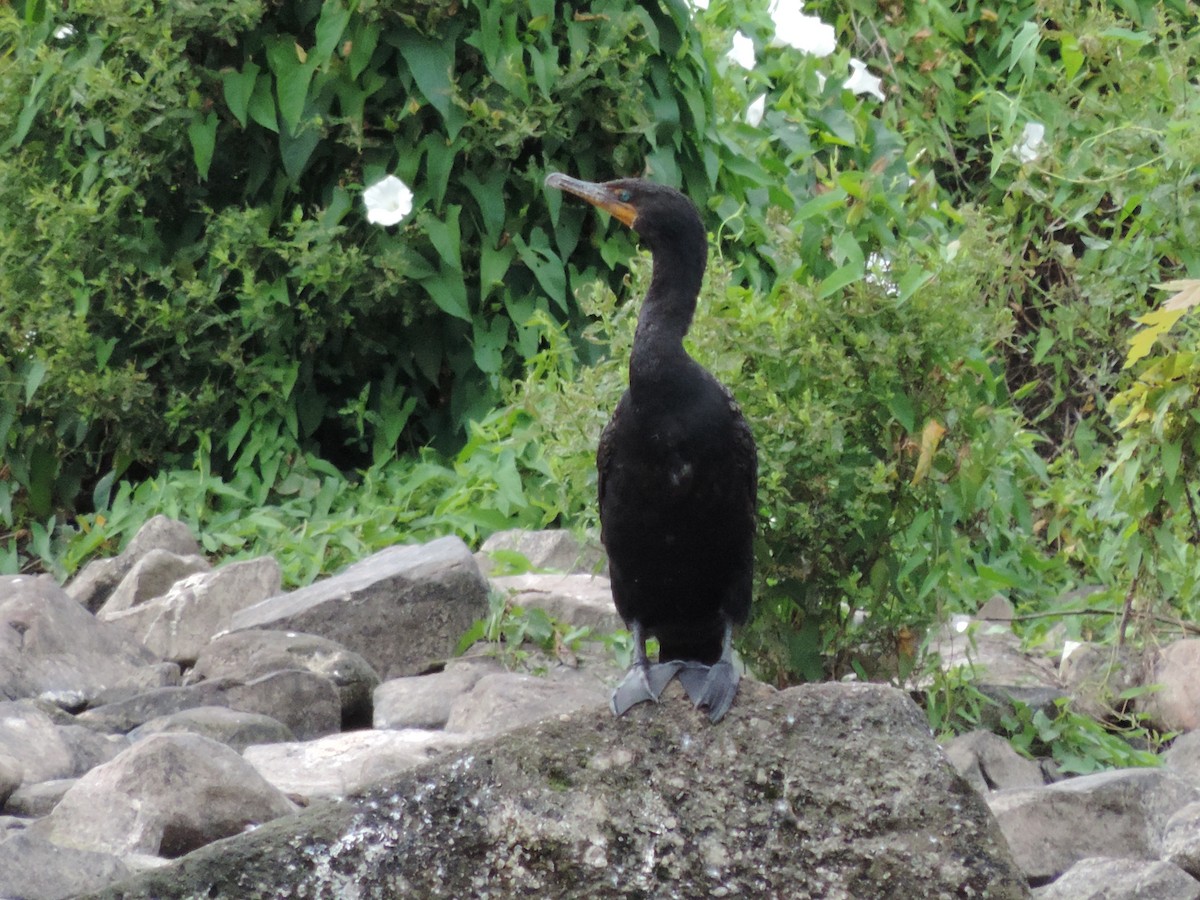 Cormoran à aigrettes - ML64682391