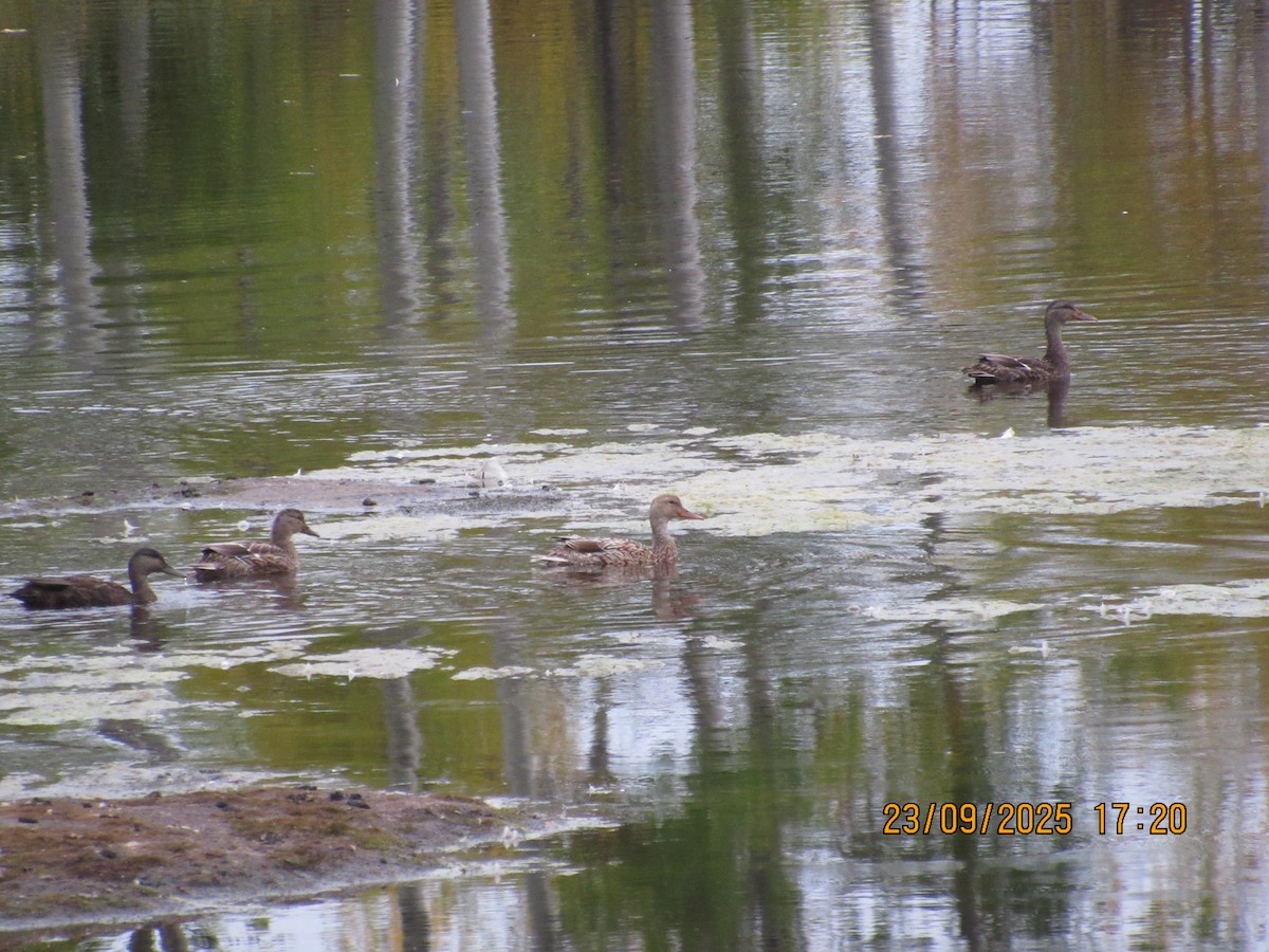 duck sp. - ML646823922