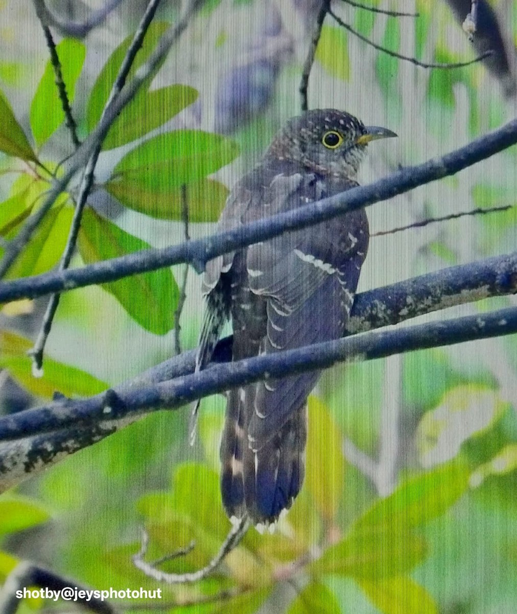 Зозуля короткокрила - ML646823923