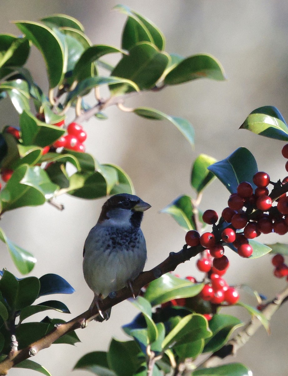 House Sparrow - ML646823925