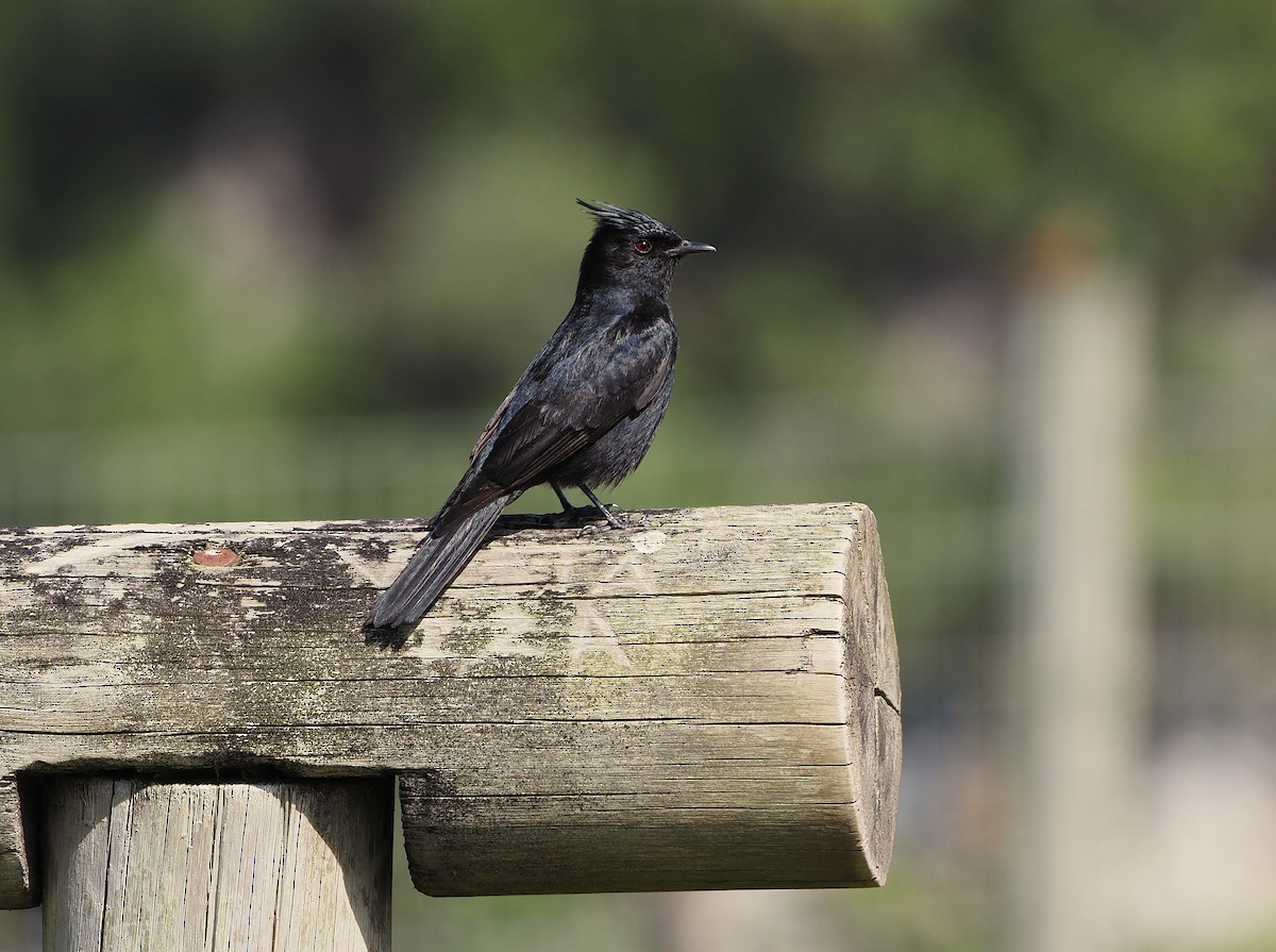 Ada huppé - ML646823926