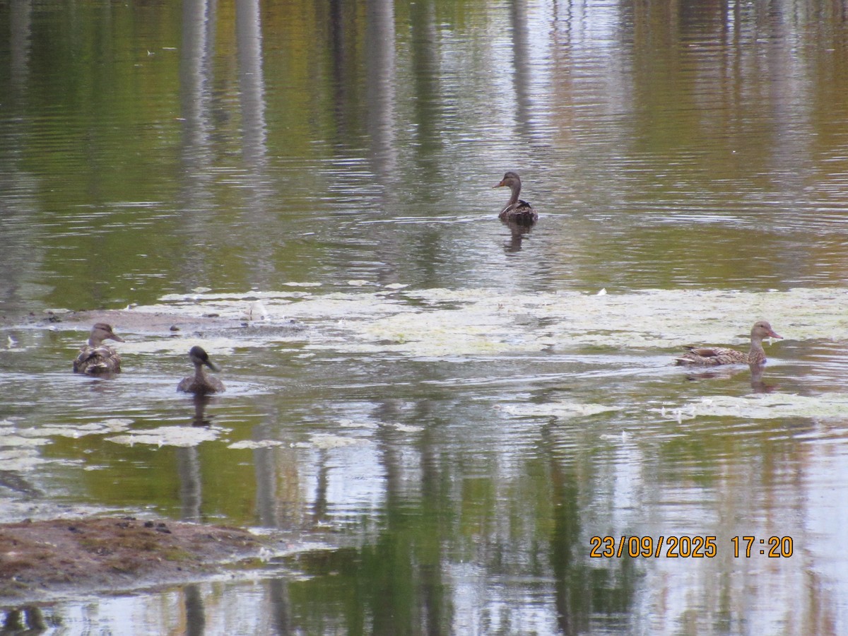 duck sp. - ML646823928