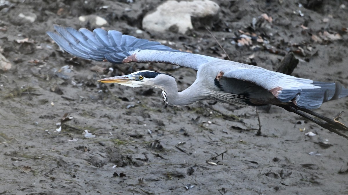 Great Blue Heron - ML646823929