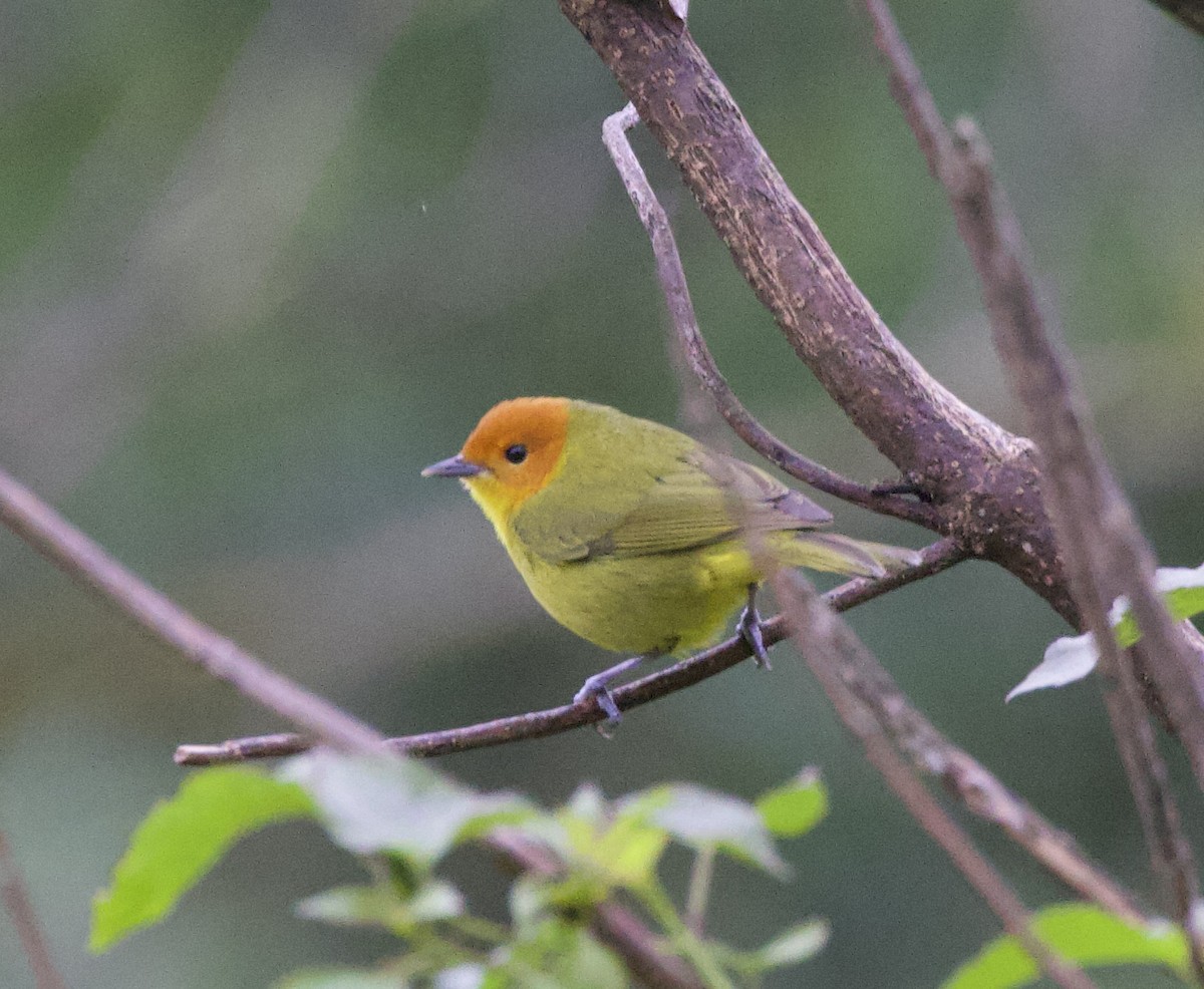 Rust-and-yellow Tanager - ML646823933