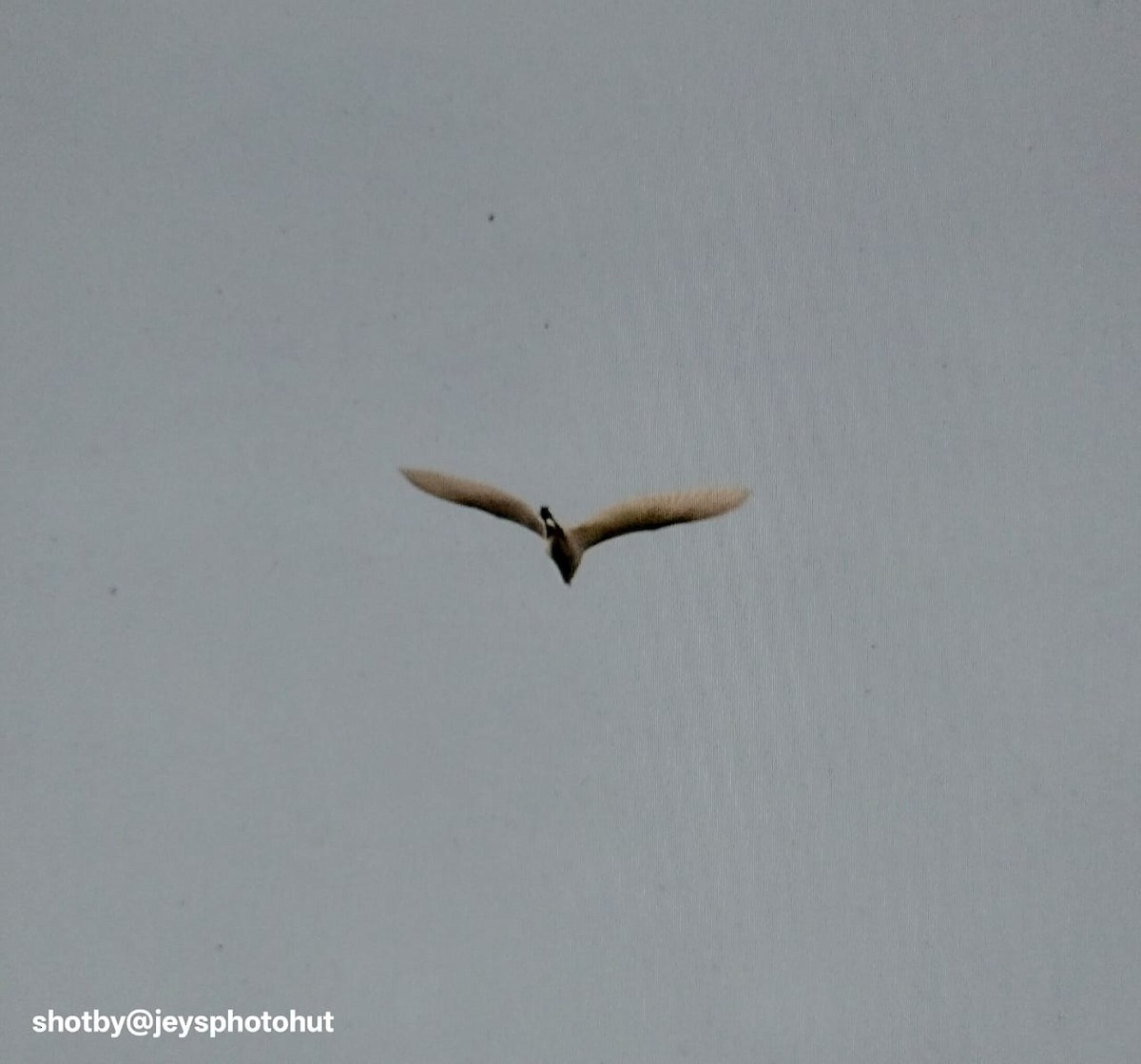 Eastern Cattle-Egret - ML646823934