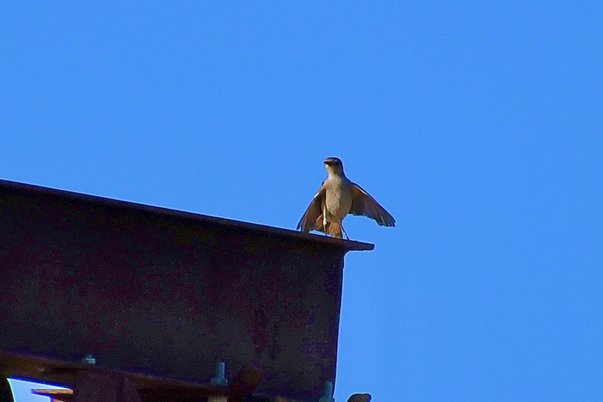 Familiar Chat - ML646823935