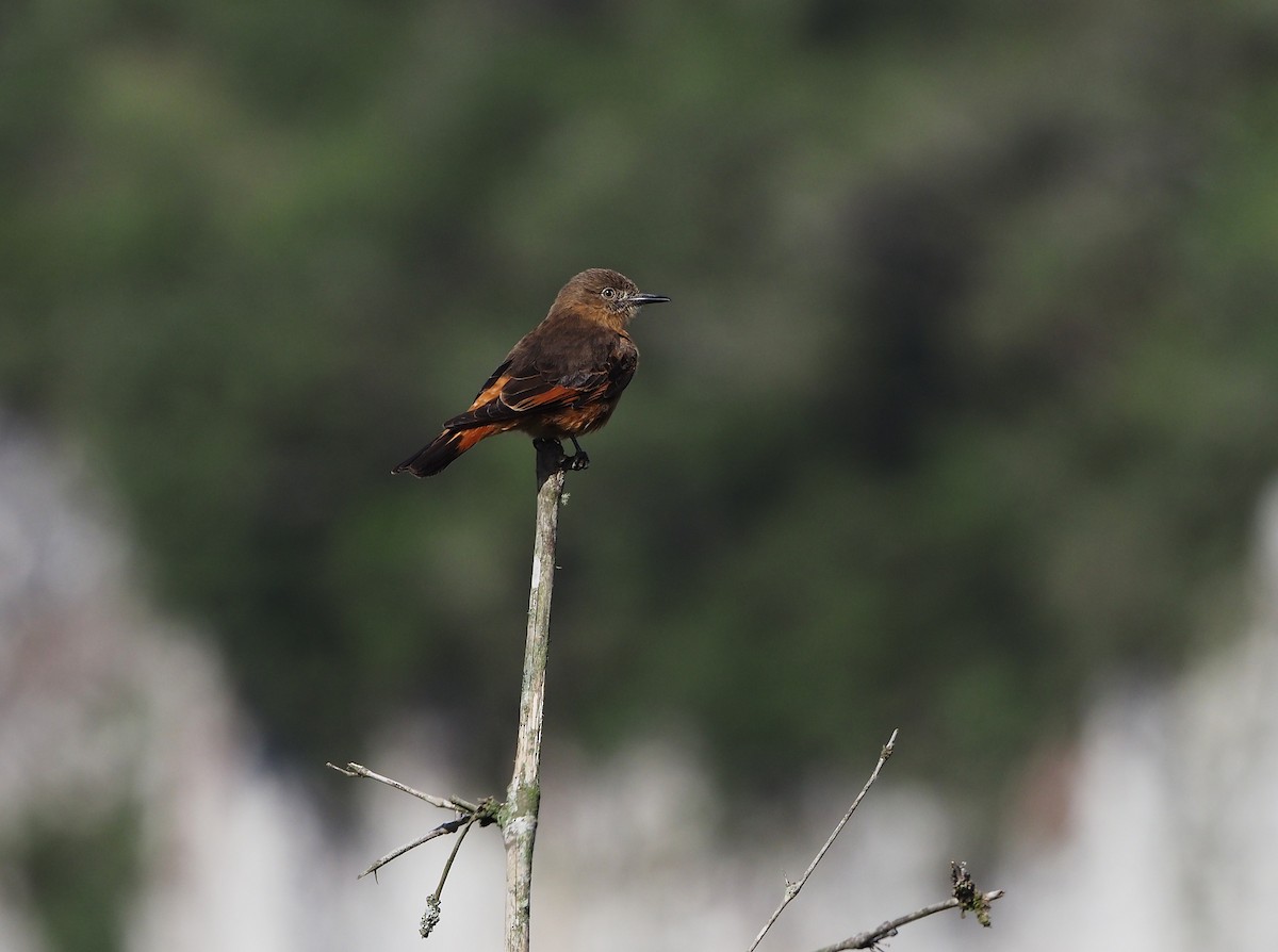 Moucherolle hirondelle - ML646823936