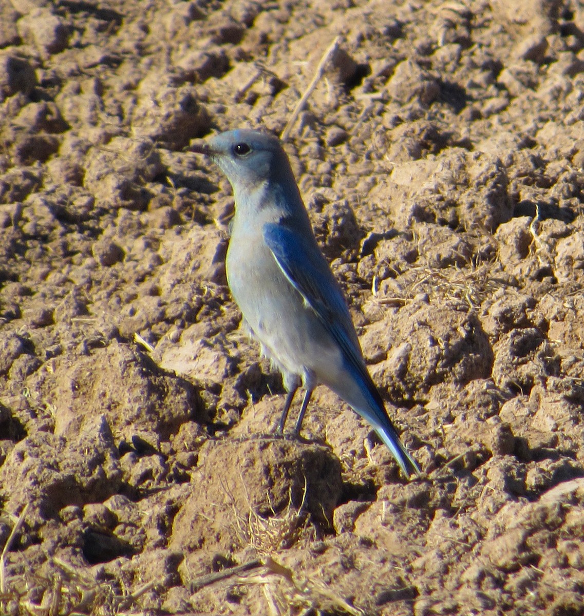 Mountain Bluebird - ML646823937