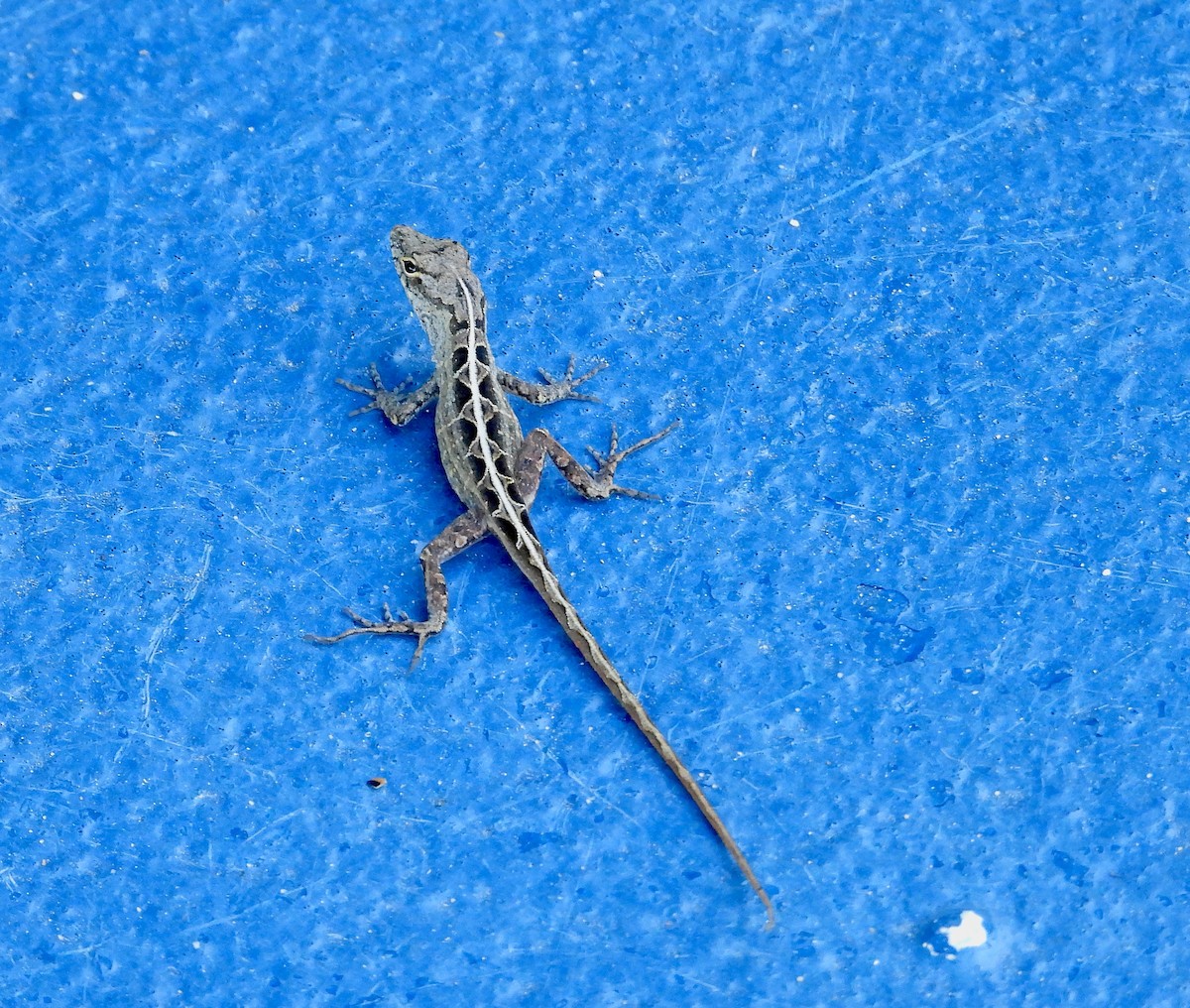 Animals - ML646823938