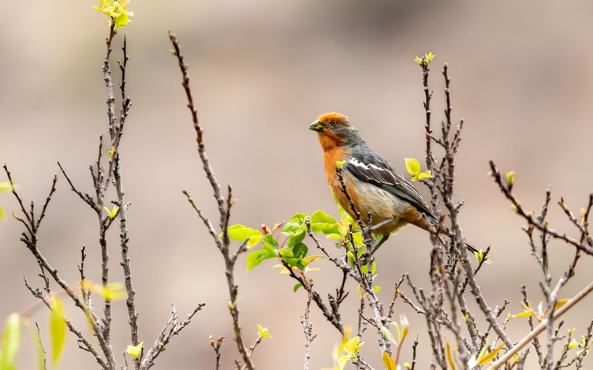 White-tipped Plantcutter - ML646823939
