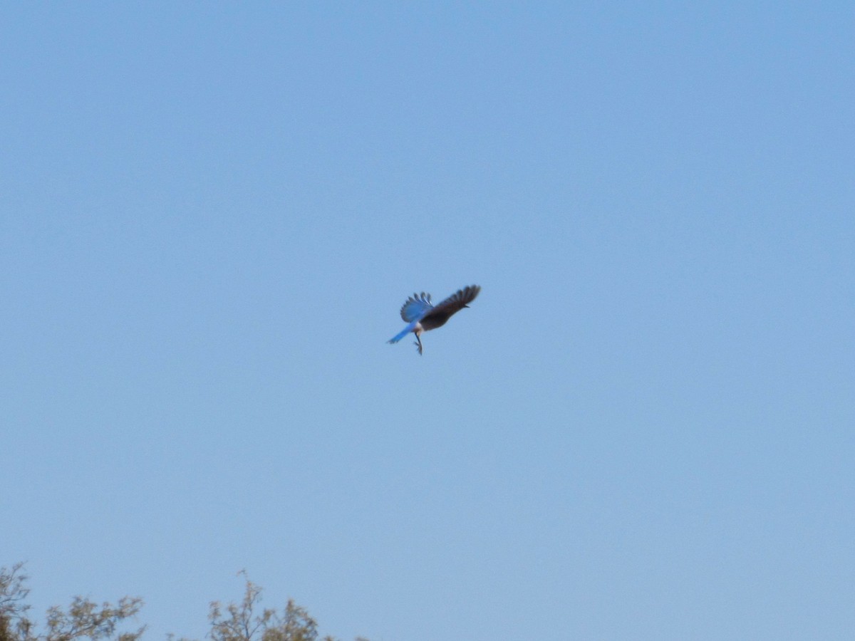 Mountain Bluebird - ML646823940