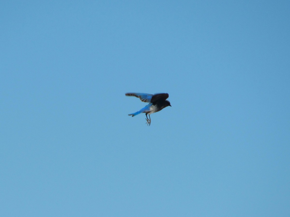 Mountain Bluebird - ML646823941