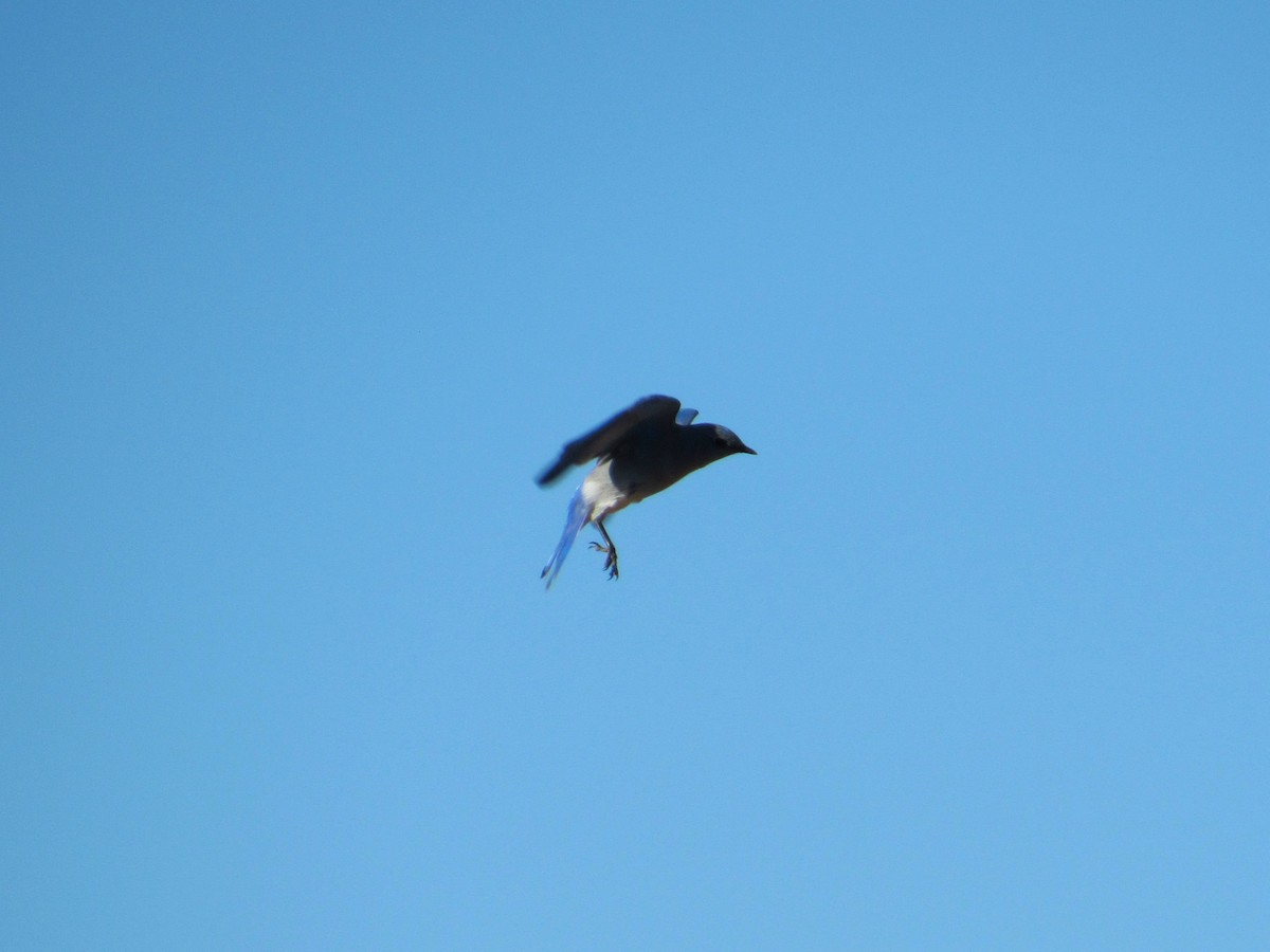 Mountain Bluebird - ML646823942