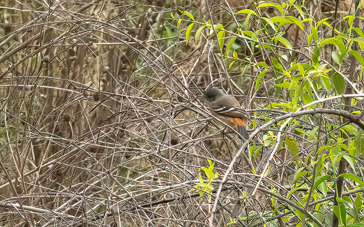 White-winged Black-Tyrant - ML646823943