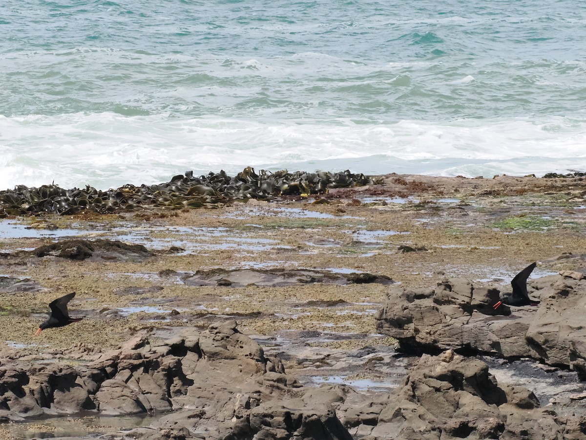 Variable Oystercatcher - ML646823944