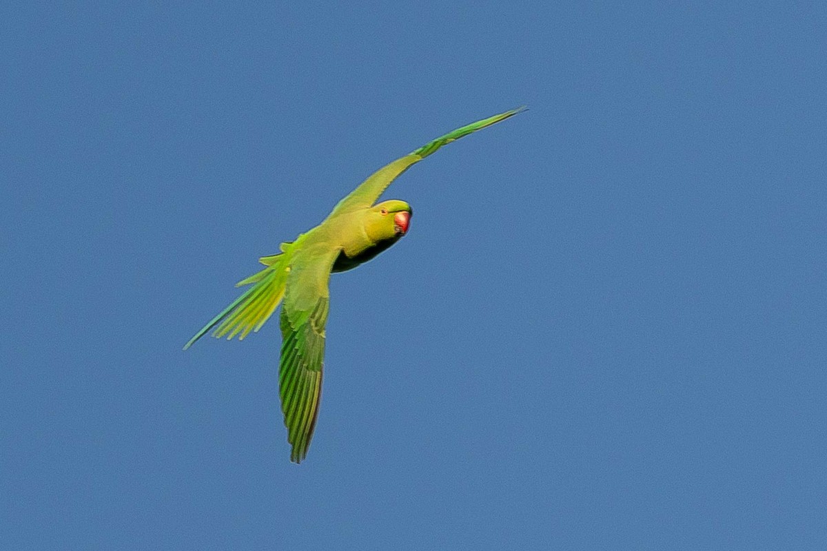 Rose-ringed Parakeet - ML646823945