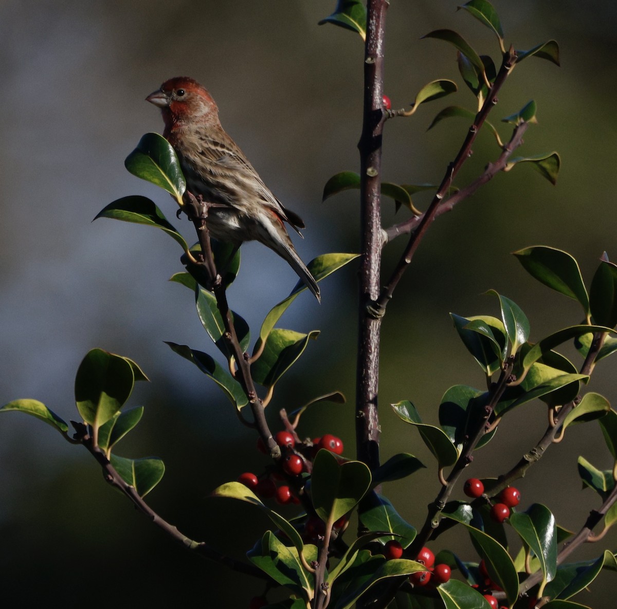 House Finch - ML646823946