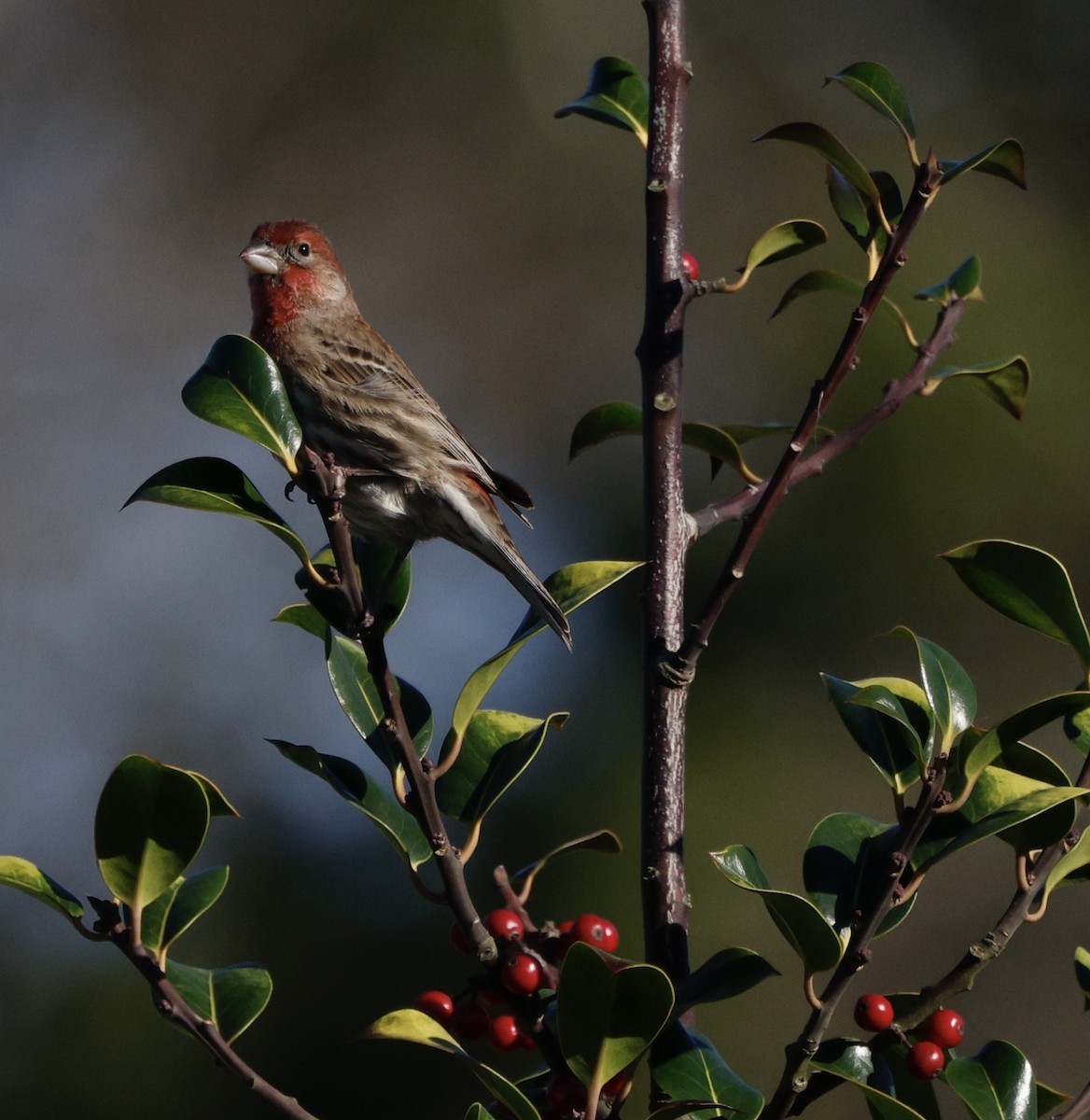 House Finch - ML646823947