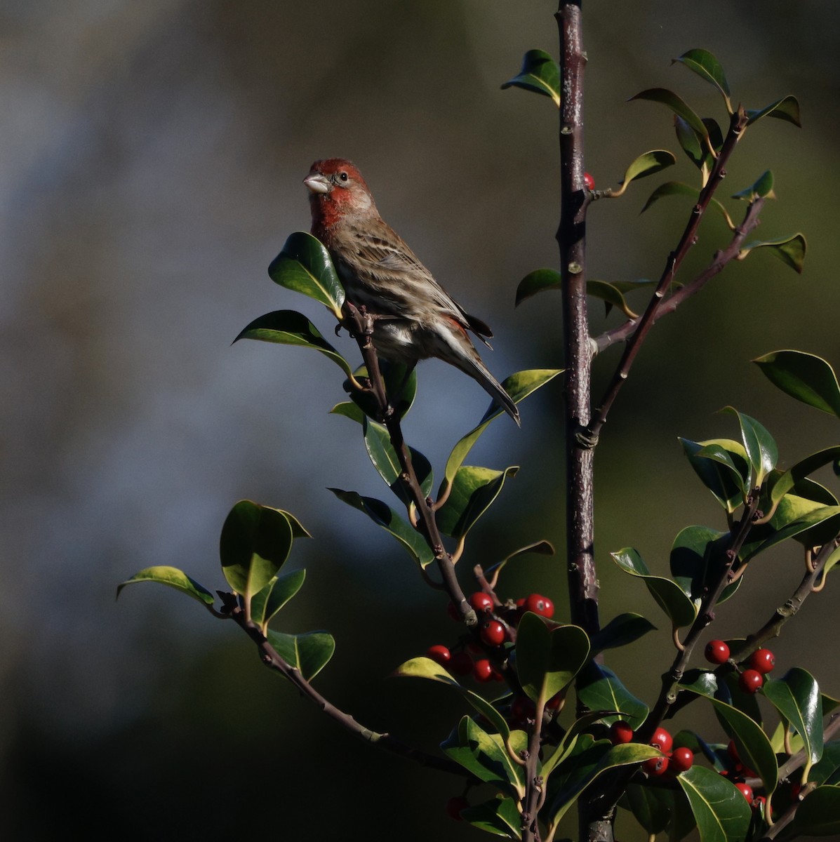 House Finch - ML646823948