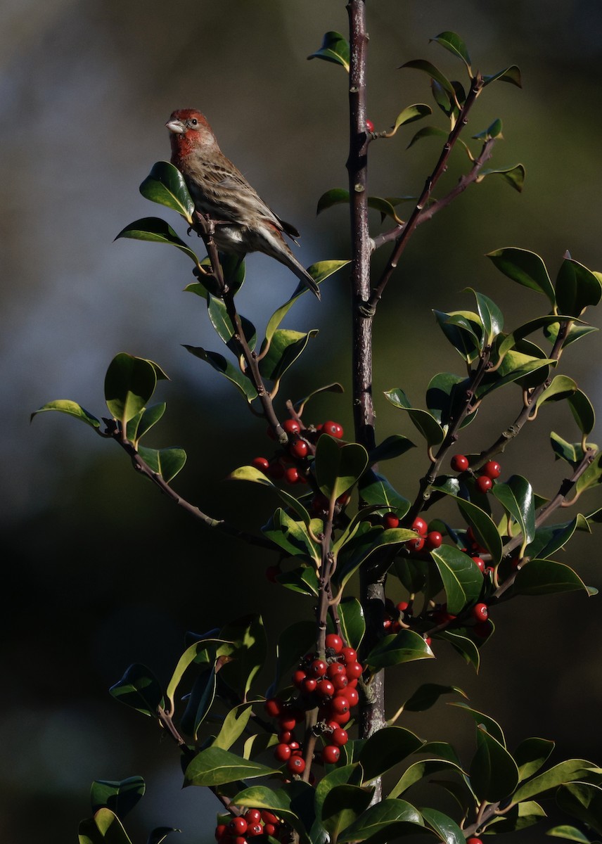 House Finch - ML646823949
