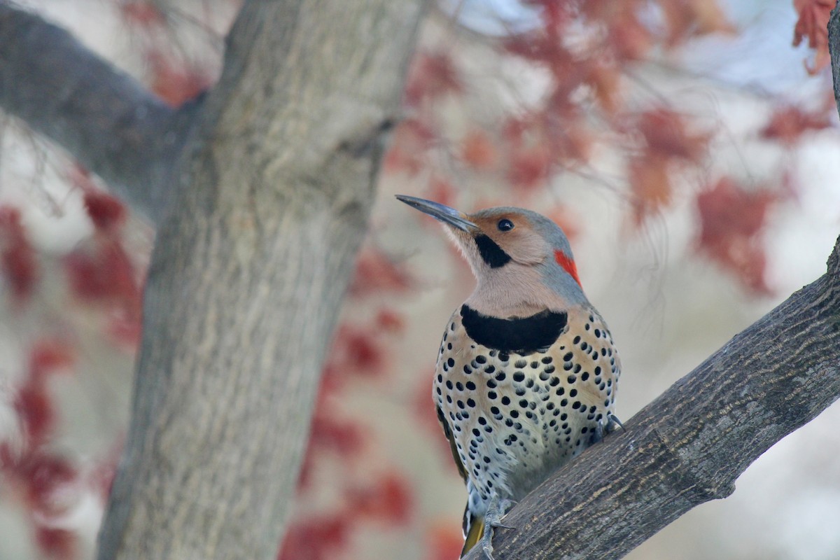 Northern Flicker - ML646823950