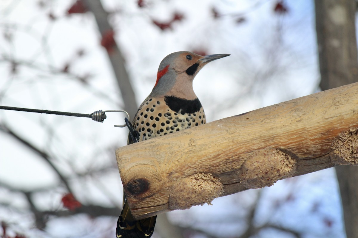 Northern Flicker - ML646823951
