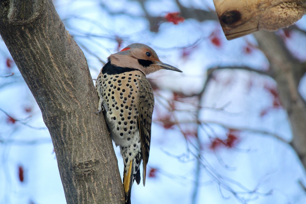 Northern Flicker - ML646823952