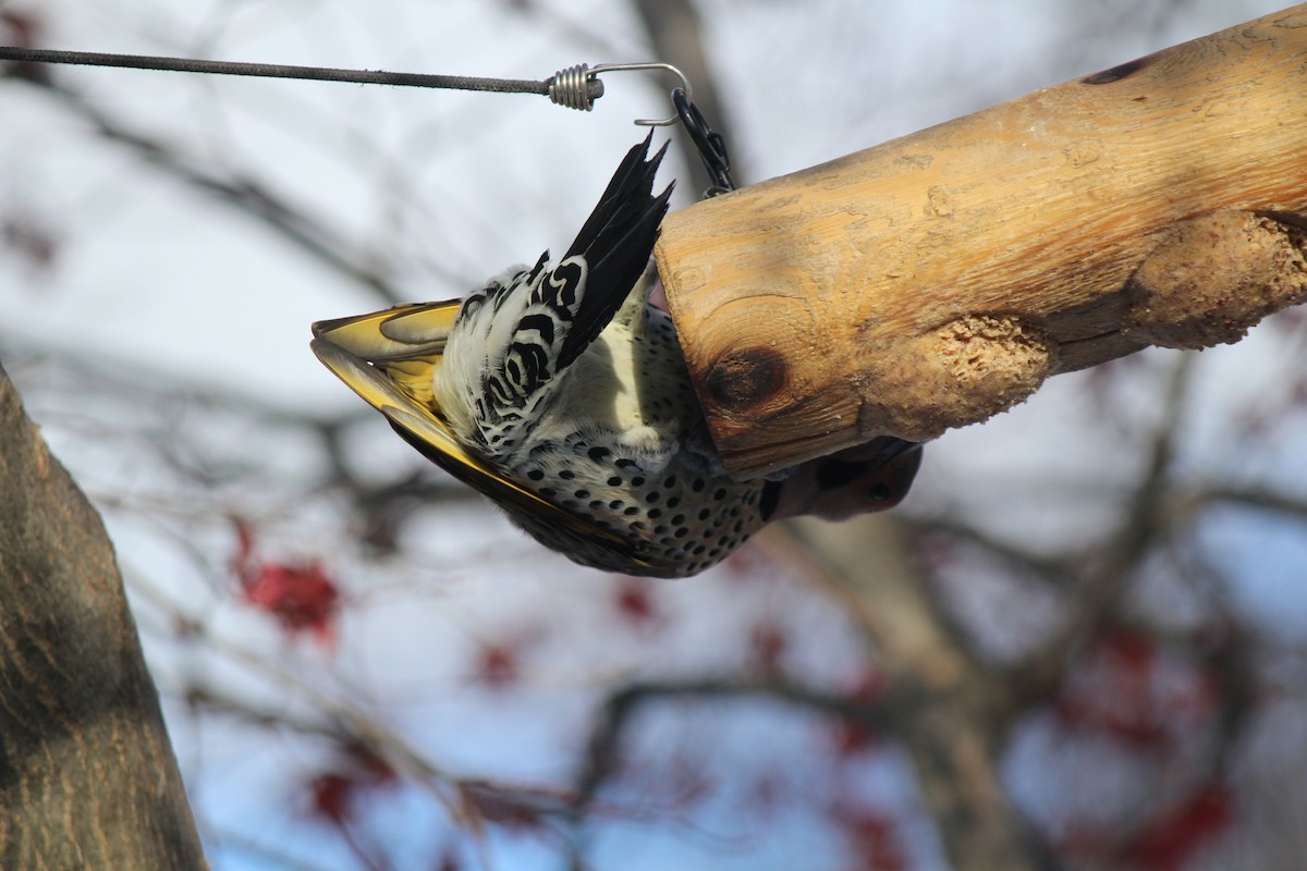 Northern Flicker - ML646823953