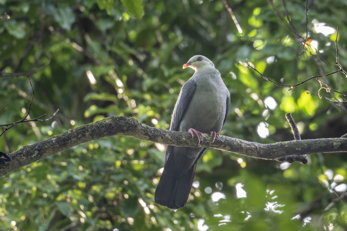 Andaman Wood-Pigeon - ML646823956