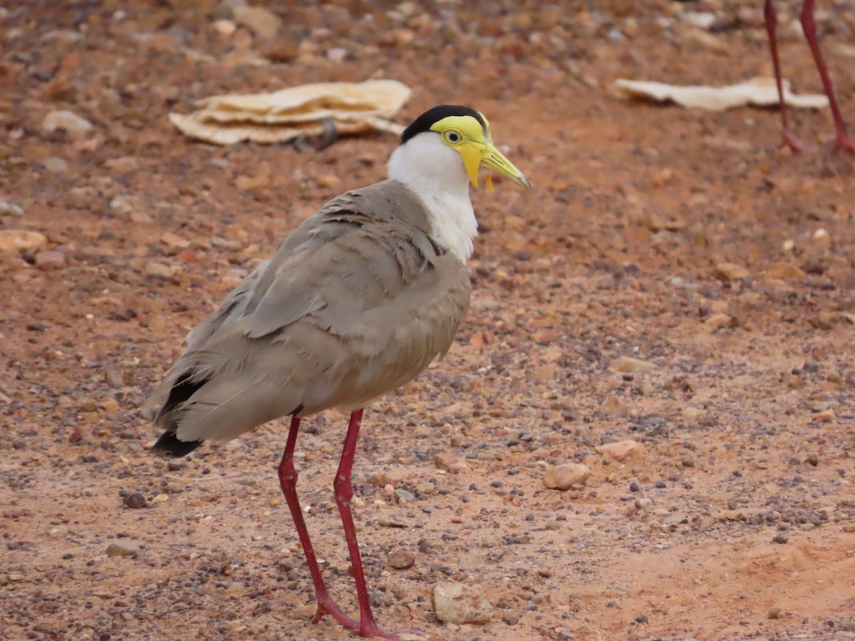 Masked Lapwing - ML646823961
