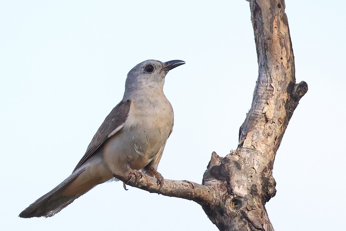 Кукавка австралійська [група variolosus] - ML646823962