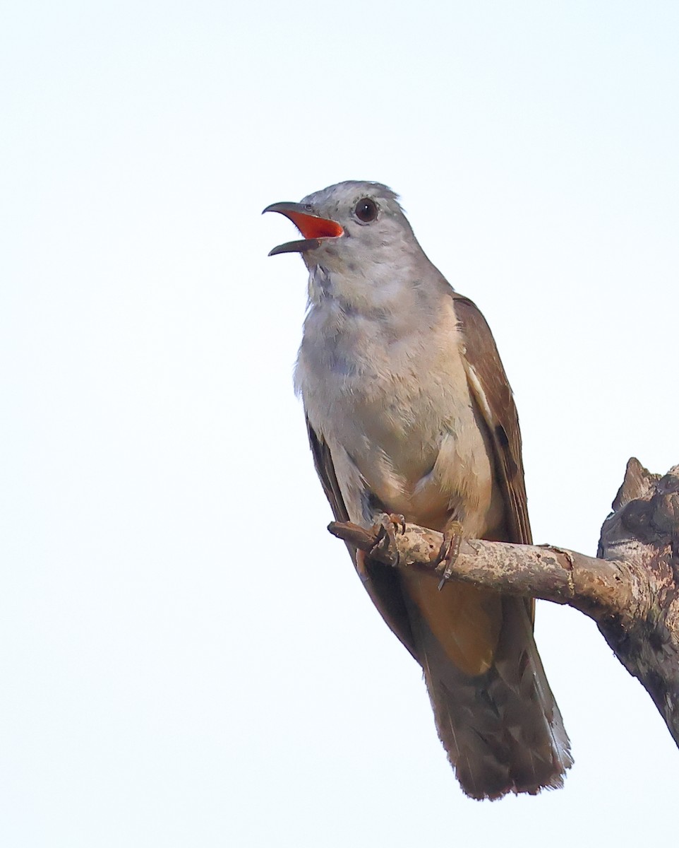 Кукавка австралійська [група variolosus] - ML646823963