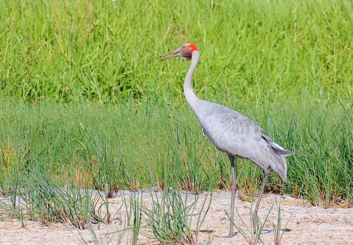 Журавель австралійський - ML646823967