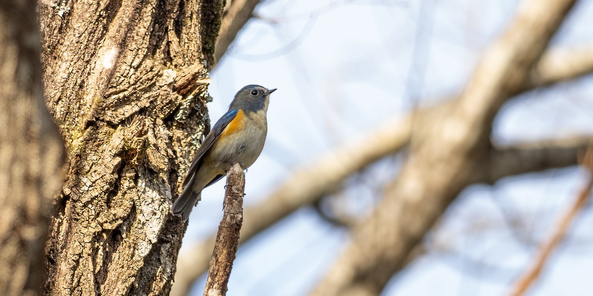 Red-flanked Bluetail - ML646823972