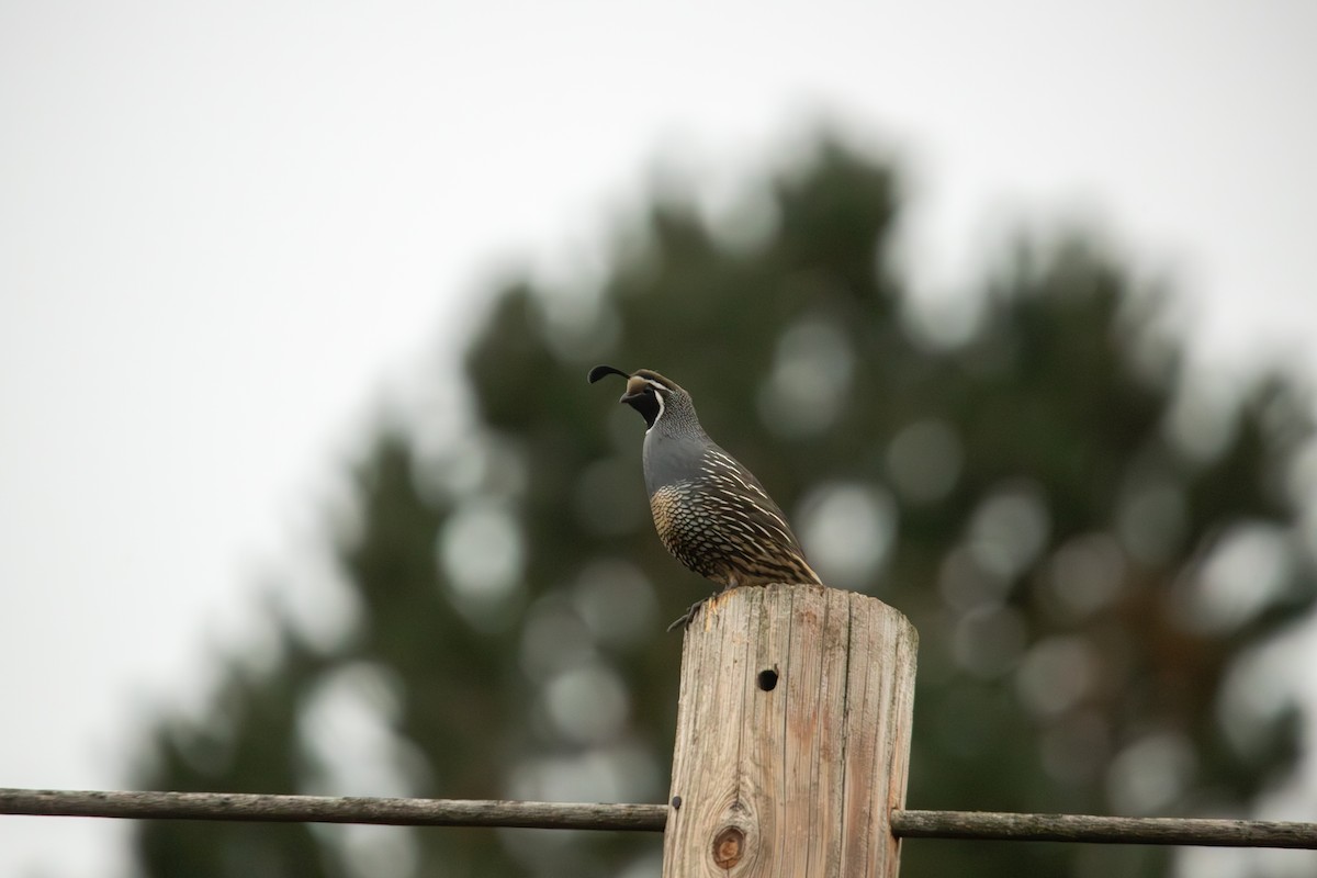 California Quail - ML646823973