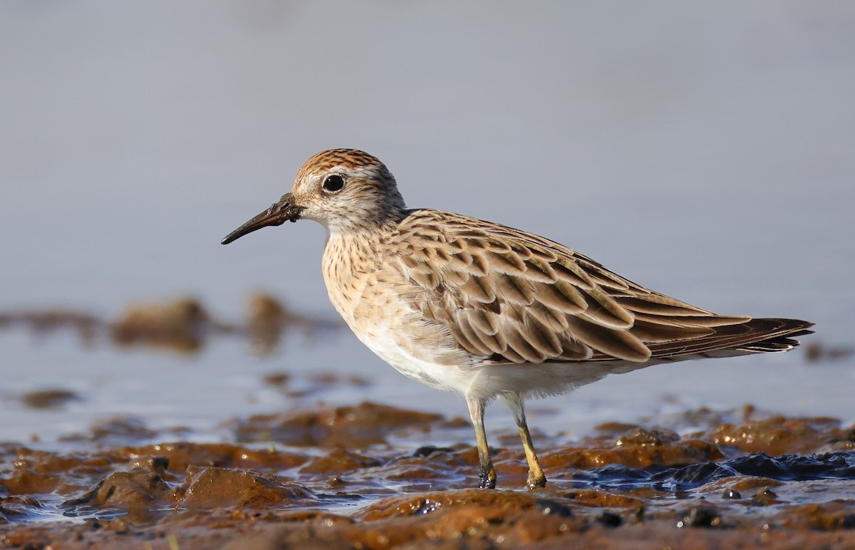 Побережник гострохвостий - ML646823974