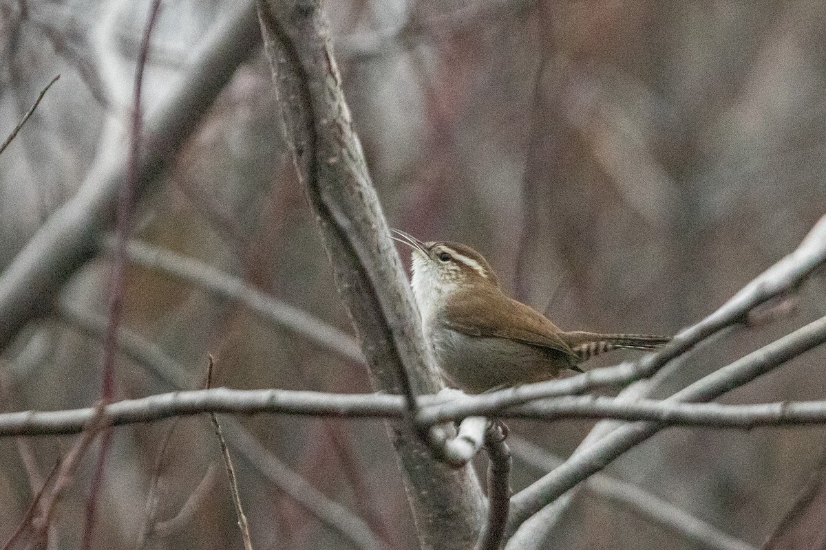 Bewick's Wren (spilurus Group) - ML646823975