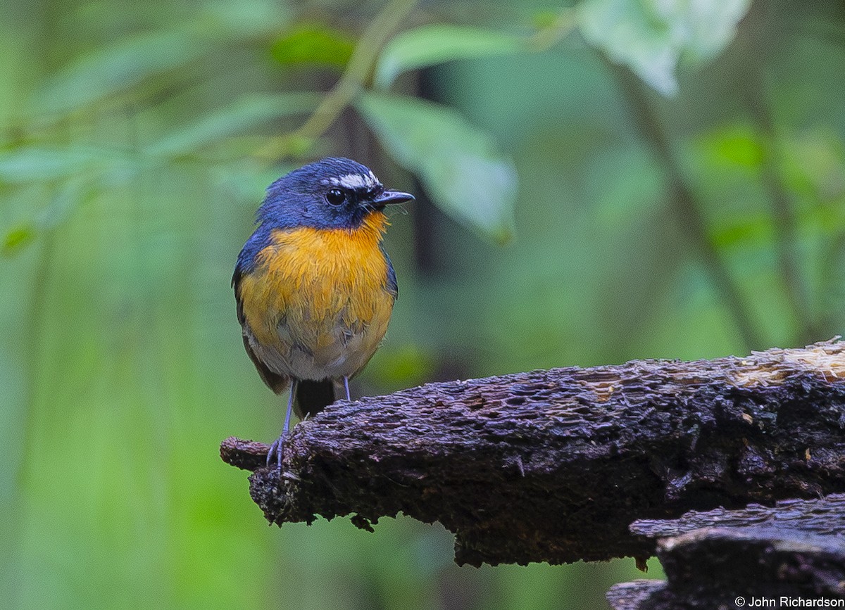 Snowy-browed Flycatcher - ML646823977